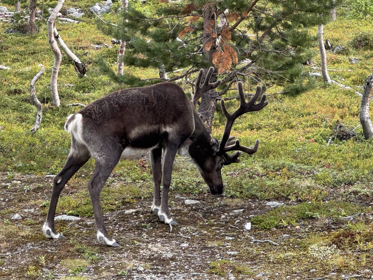Noch 2 Stunden bis zum Nordkapp